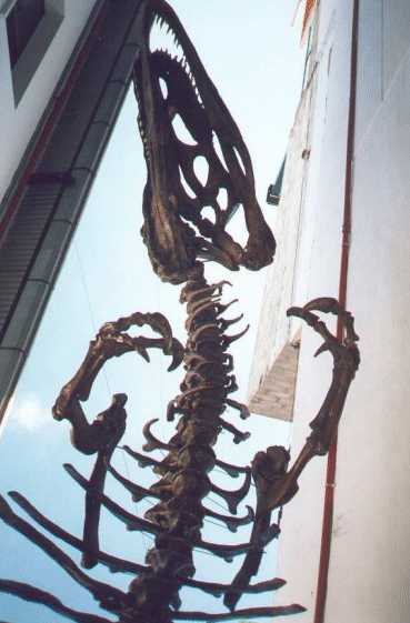 Esqueleto de Fibra de Vidrio